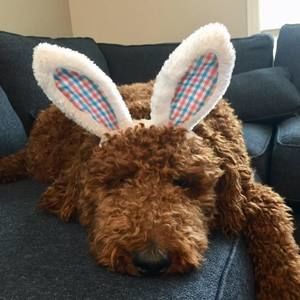 Meet your Posher, Tanner